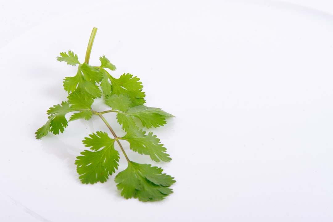 Dobre towarzystwo dla pietruszki: jakie rośliny sadzić obok niej?