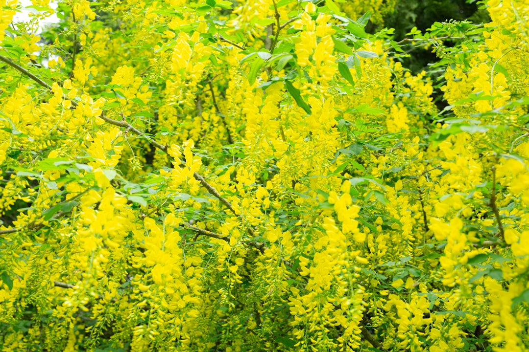 Złotokap – tajemniczy grzyb lasów polskich