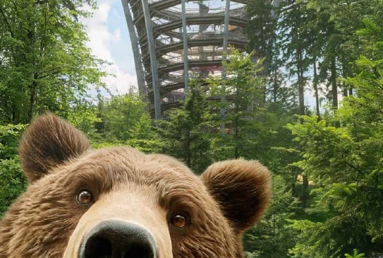 Dzień Dziecka z niedźwiedziami w Ścieżce w Koronach Drzew. Rodzinne święto w Karkonoszach